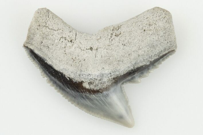 .99" Fossil Tiger Shark (Galeocerdo) Tooth -  Aurora, NC
